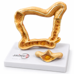 Intestinal T.B. Model